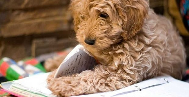 El perro se comió mi tarea y otras excusas