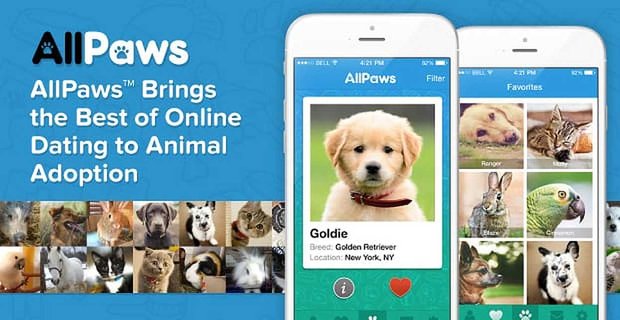 AllPaws brengt het beste van online daten naar adoptie van dieren met huisdierprofielen en zoekfunctionaliteit