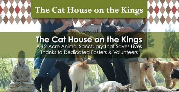 Cat House on the Kings to 12-akrowy rezerwat zwierząt, który ratuje życie dzięki oddanym opiekunom i wolontariuszom